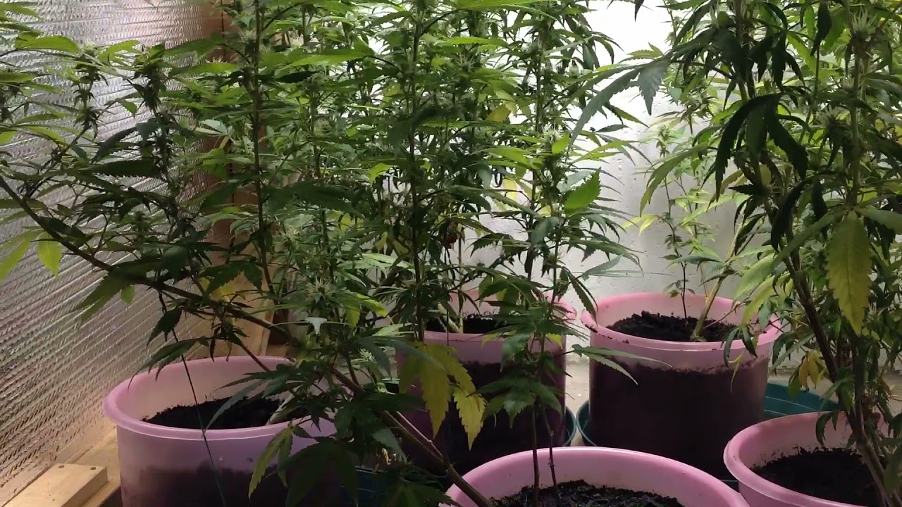 600 watt HPS
