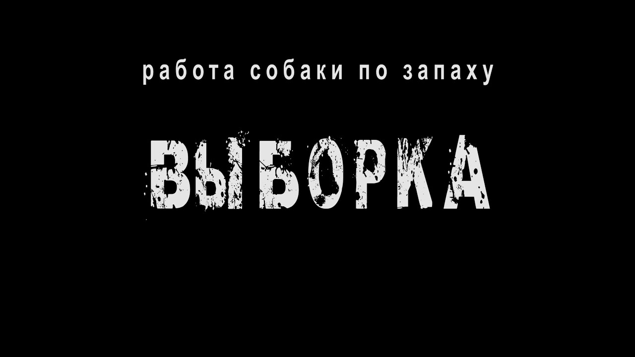 работа собаки по запаху - выборка
