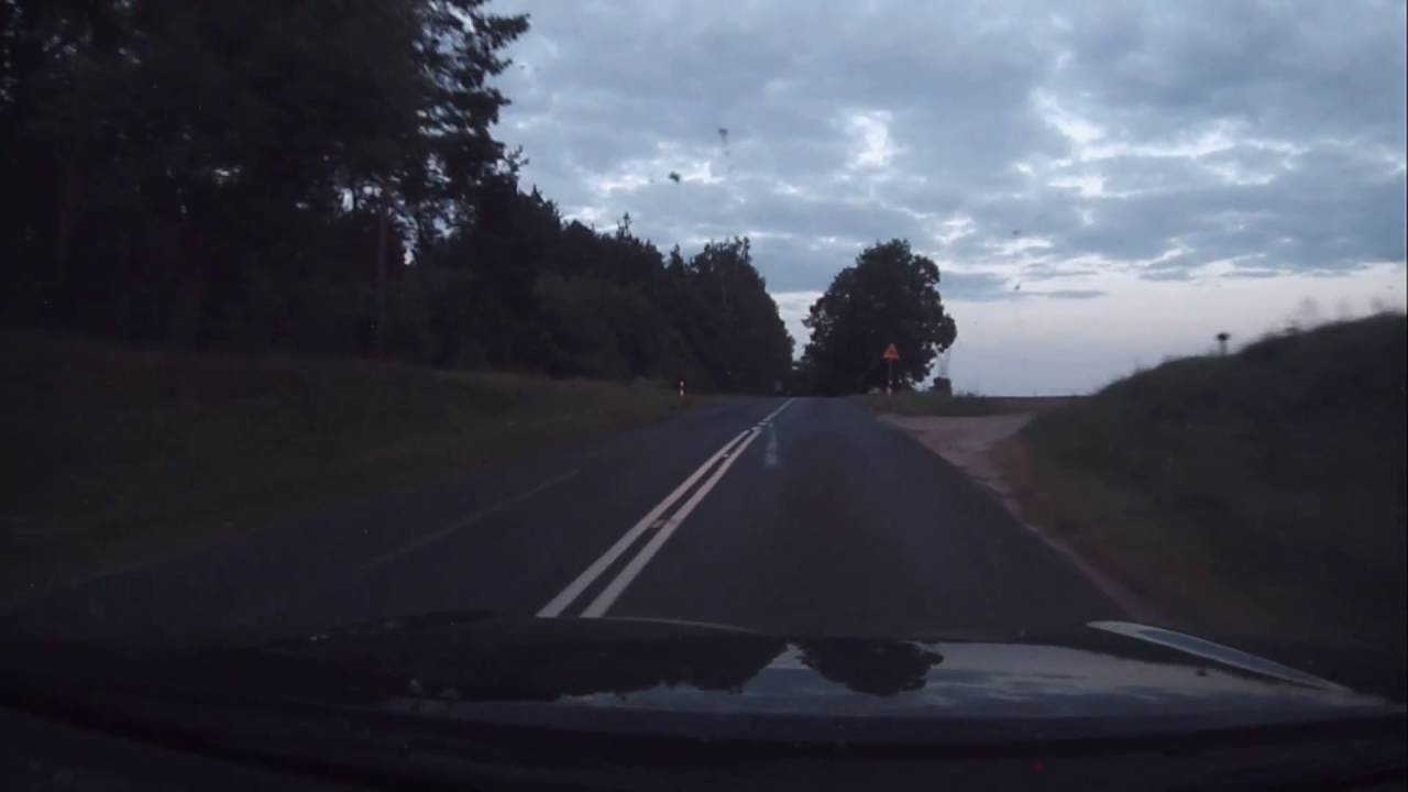 sarna na drodze