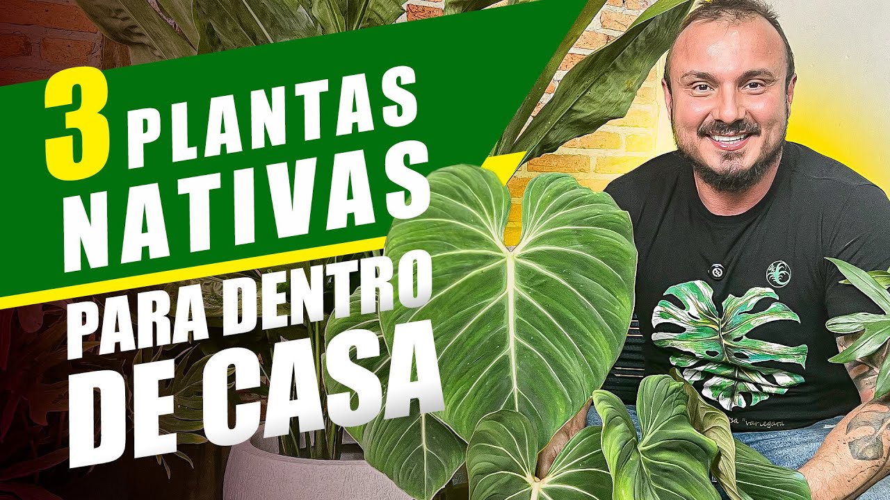 3 Esp&eacute;cies de PLANTAS NATIVAS perfeitas para ter dentro de Casa