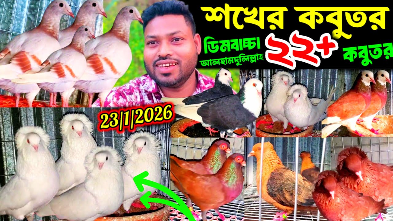 আমার শখের কবুতর খামার || ডিম বাচ্চা আলহামদুলিল্লাহ || বুম্বাই শর্টফেস ও রেসার সহ ২২+ কবুতর || pigeon