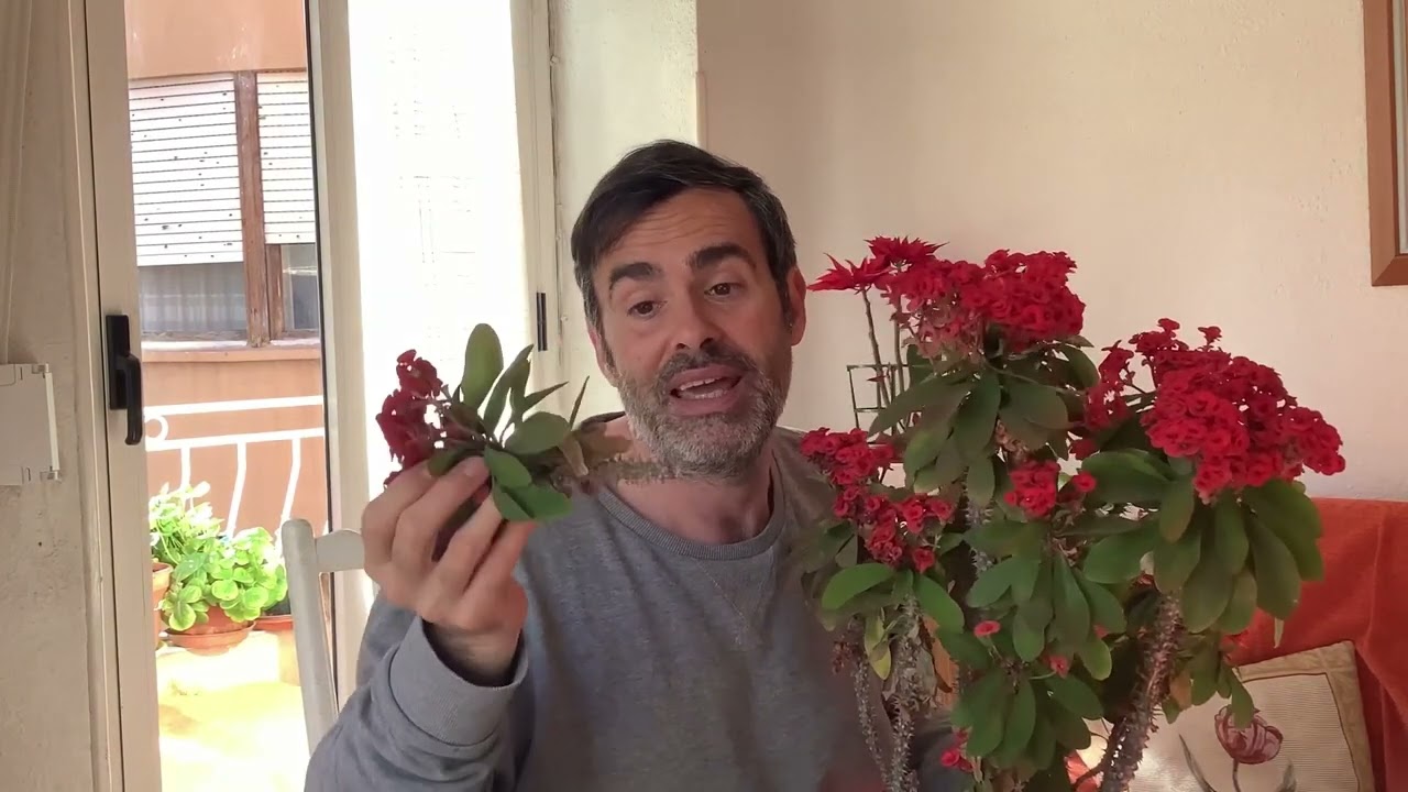 Espinas de Cristo, euphorbia milii,un jardín en el ático CAP 39