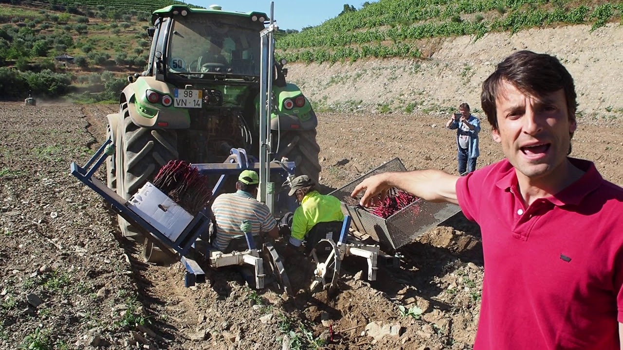 Planting a new vineyard using tractor guided by GPS