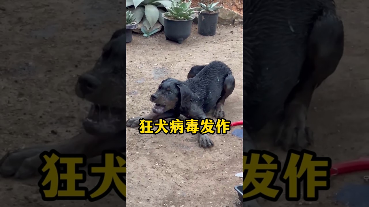 狂犬病发作的可怕瞬间 #科普  #百科密码#狂犬病
