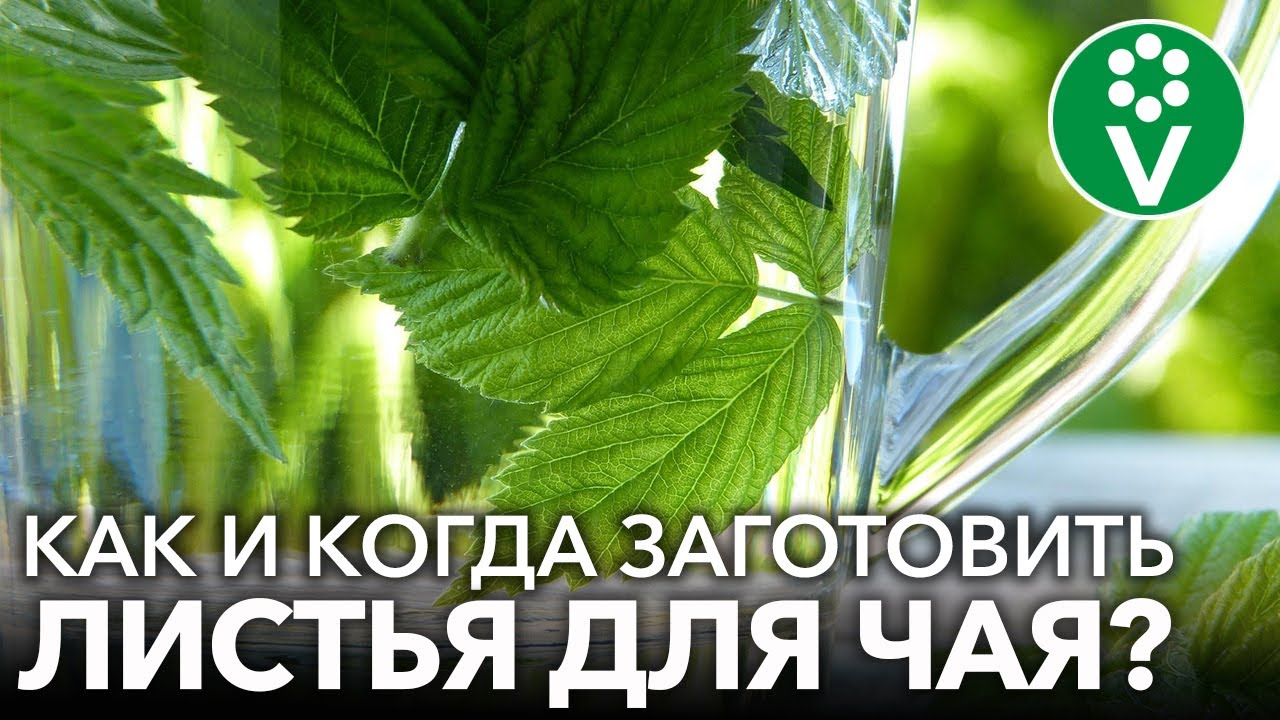 САМЫЙ ЛУЧШИЙ ЧАЙ! Заготовьте листья малины, вишни, смородины. Когда собирать, как сушить и готовить