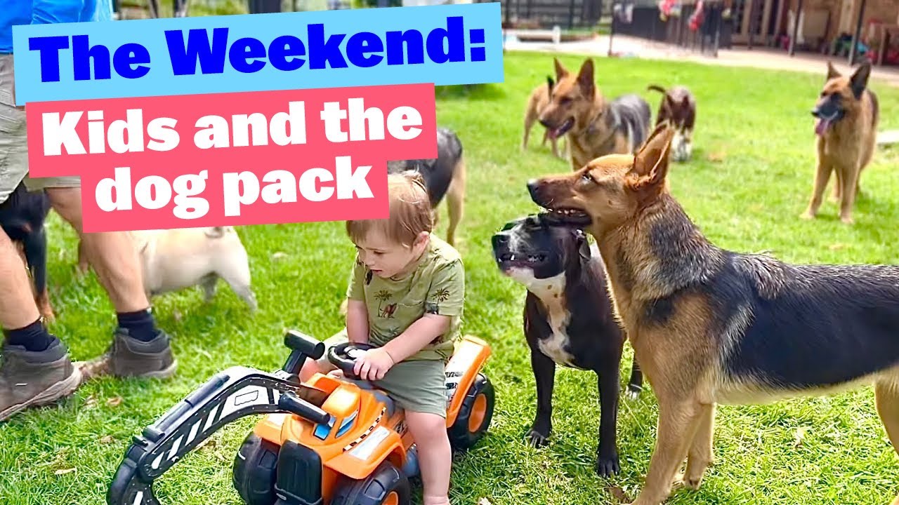 Weekend with Kids and a BIG Pack of Dogs #germanshepherd #mastiff