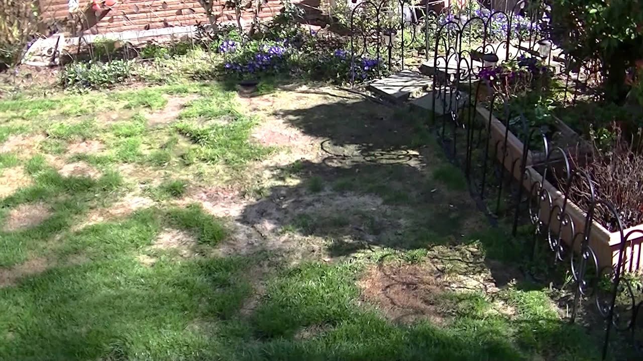 Dog urine damage of a lawn and a possible solution