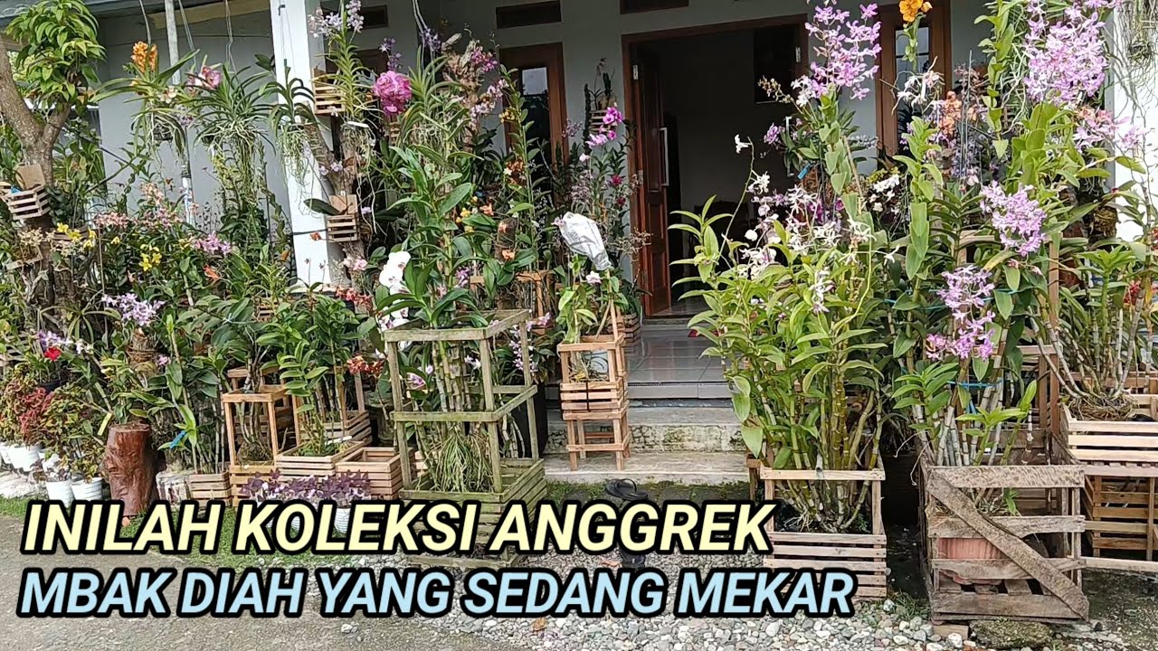 Super Keren.. Anggrek Mekar Semua di Teras Mbak Diah