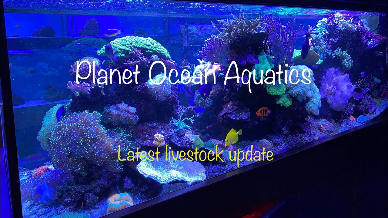More marine fish and corals for your reef aquarium