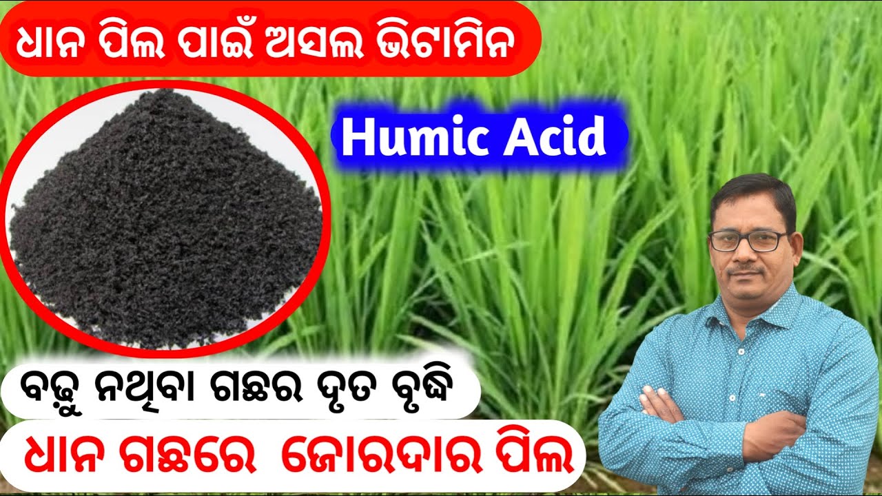 Humic Acid Humic acid Fertilizer ଧାନ ପିଲ ପାଇଁ ଅସଲ vitamin