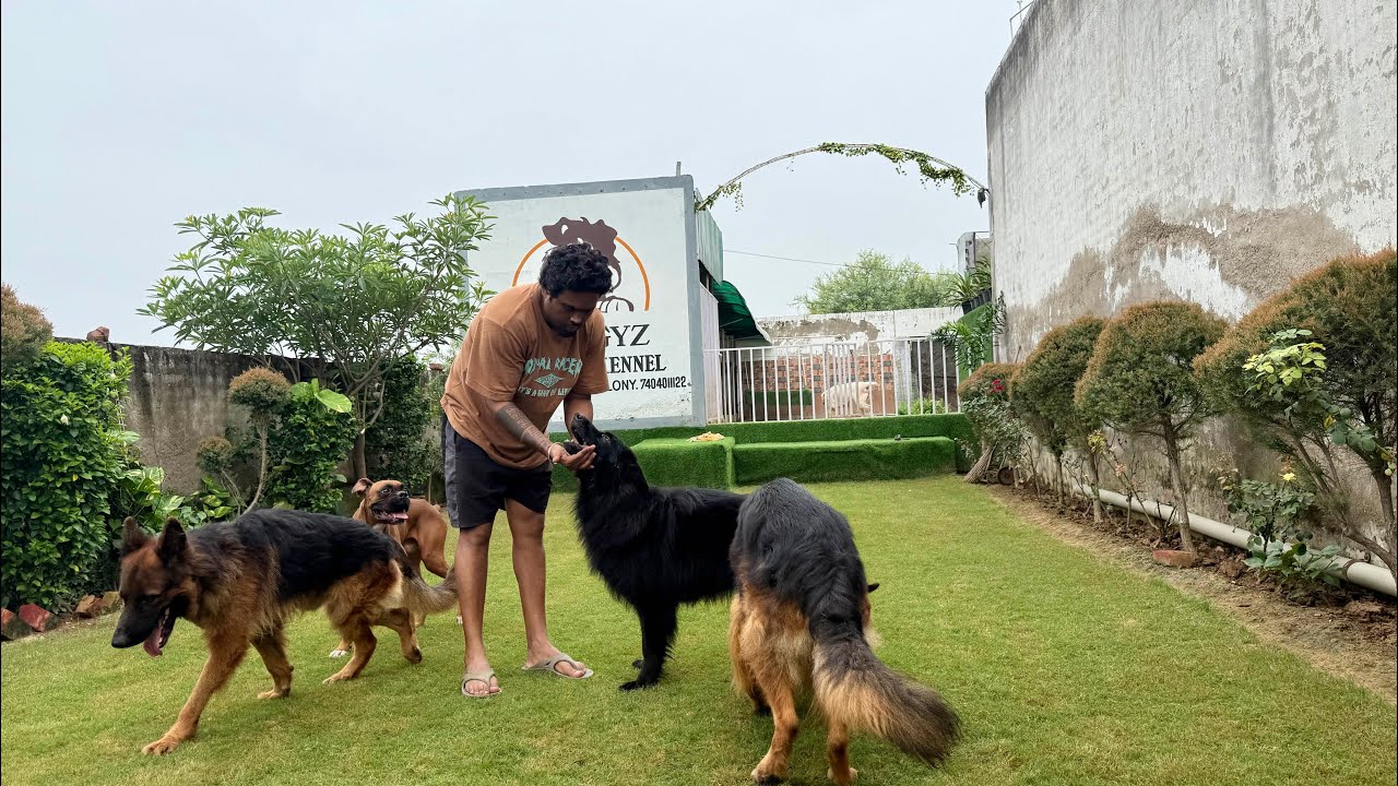 Dog Kennel || Doggyz world kennel || Dog breeder || German shepherd || Labrador 