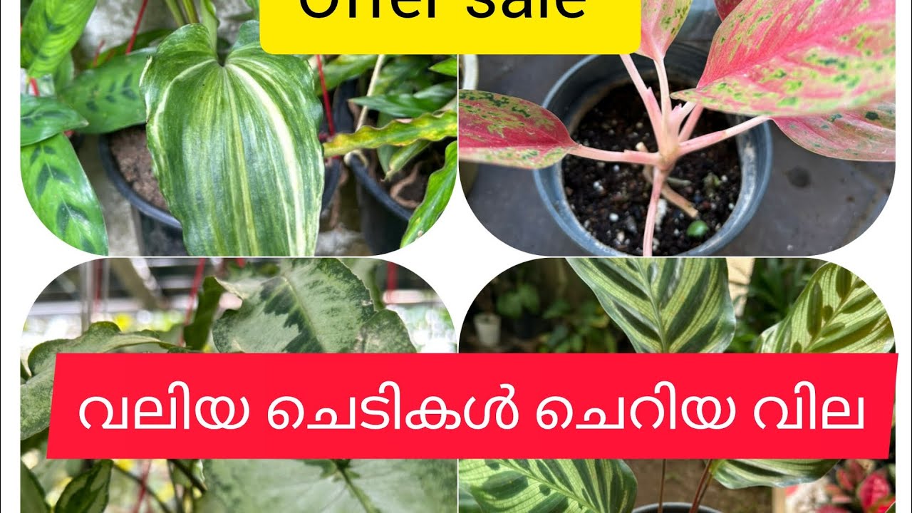 Mega clearenc SALE||plant for SALE||കുറഞ്ഞ വിലയിൽ ചെടികൾ സ്വന്തമാക്കാം.#watsapp8606134844.#online 🌿🌾