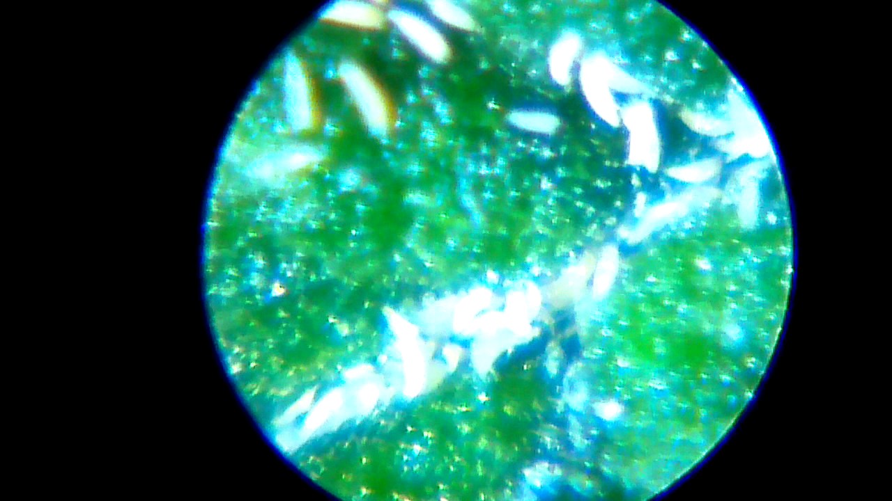Hemp russet mite
