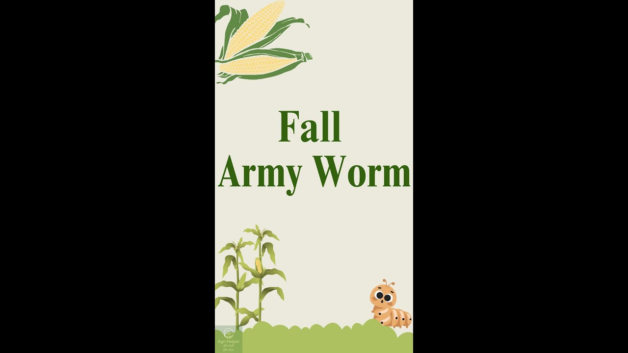 American Fall Armyworm