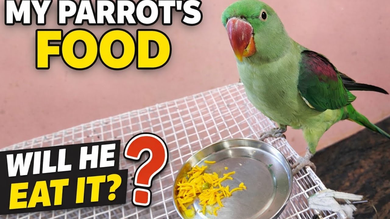 My parrots food #cutebird #video 