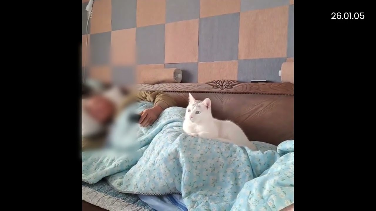 2026년 1월의 똥식이 모음-1 #덮머냥똥식이 #이똥식