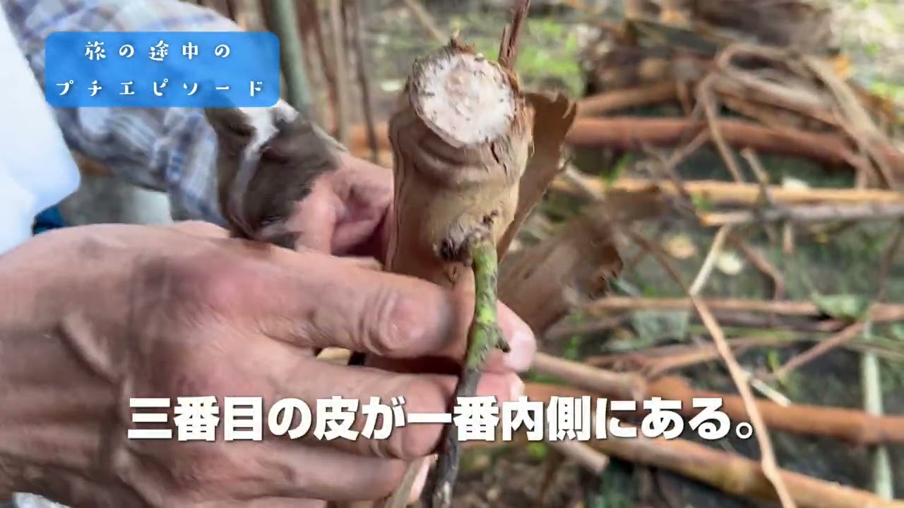 【森の旅】森の達人にヤマブドウの皮のはぎ方を聞いてみた！旅の途中のプチエピソード＠岩手県葛巻町