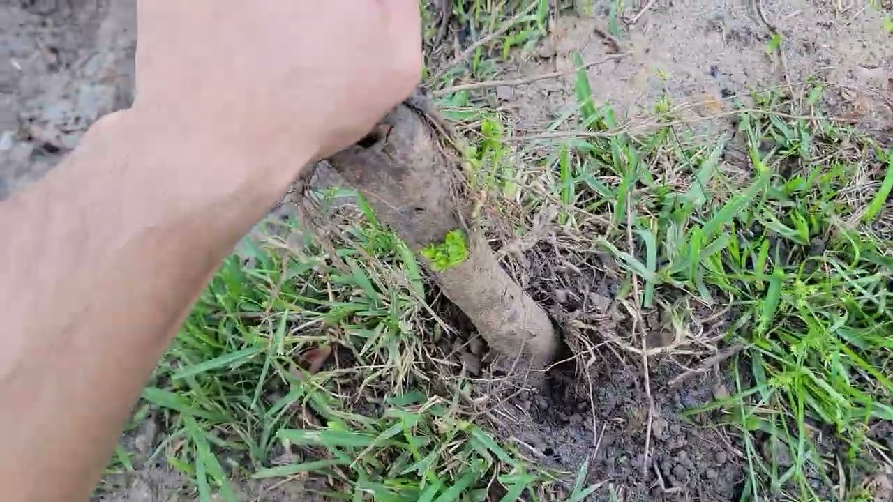 What it Takes to Kill a Crape Myrtle