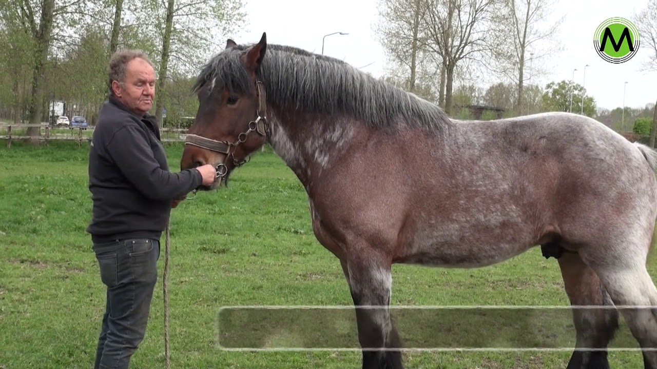 Belicht: Belgisch Trekpaard met Wim van Lankveld