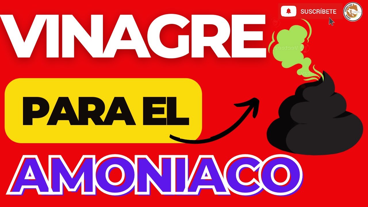 😎COMO USAR EL VINAGRE PARA ELIMANAR EL AMONIACO EN LOS POLLOS DE ENGORDE🤩
