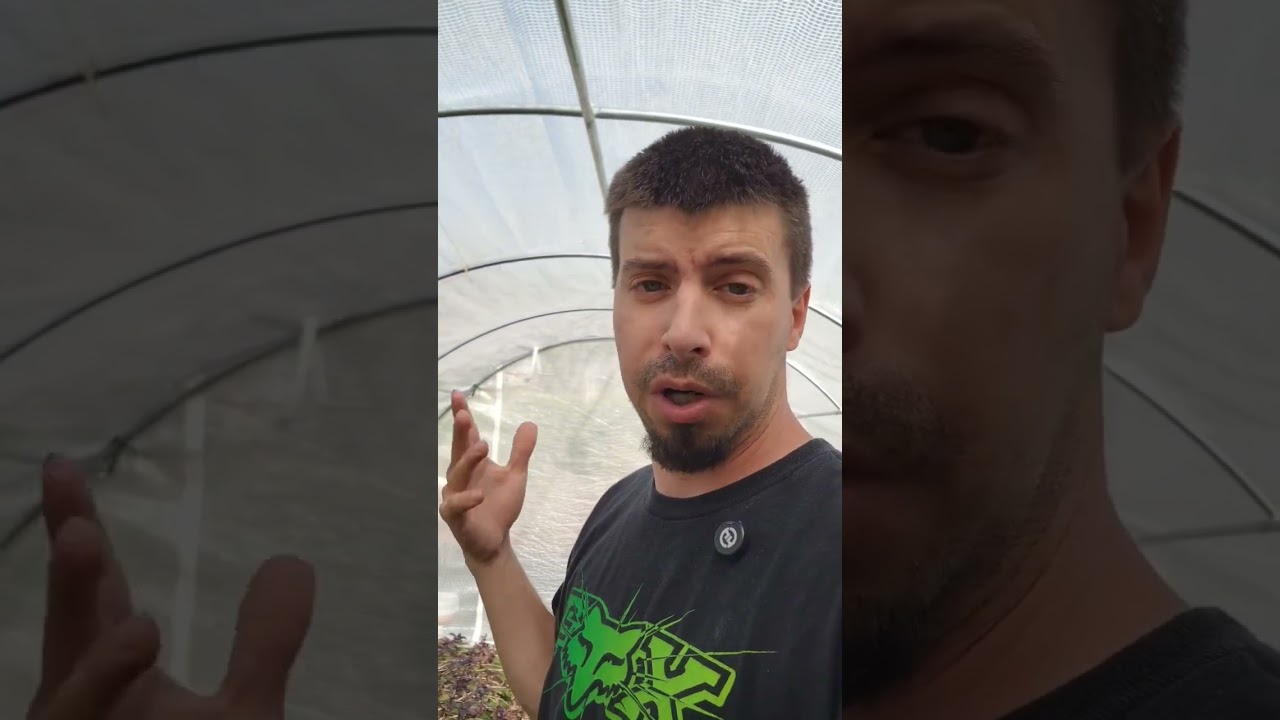 (APHIDS) Is bud washing necessary? And how to do it.