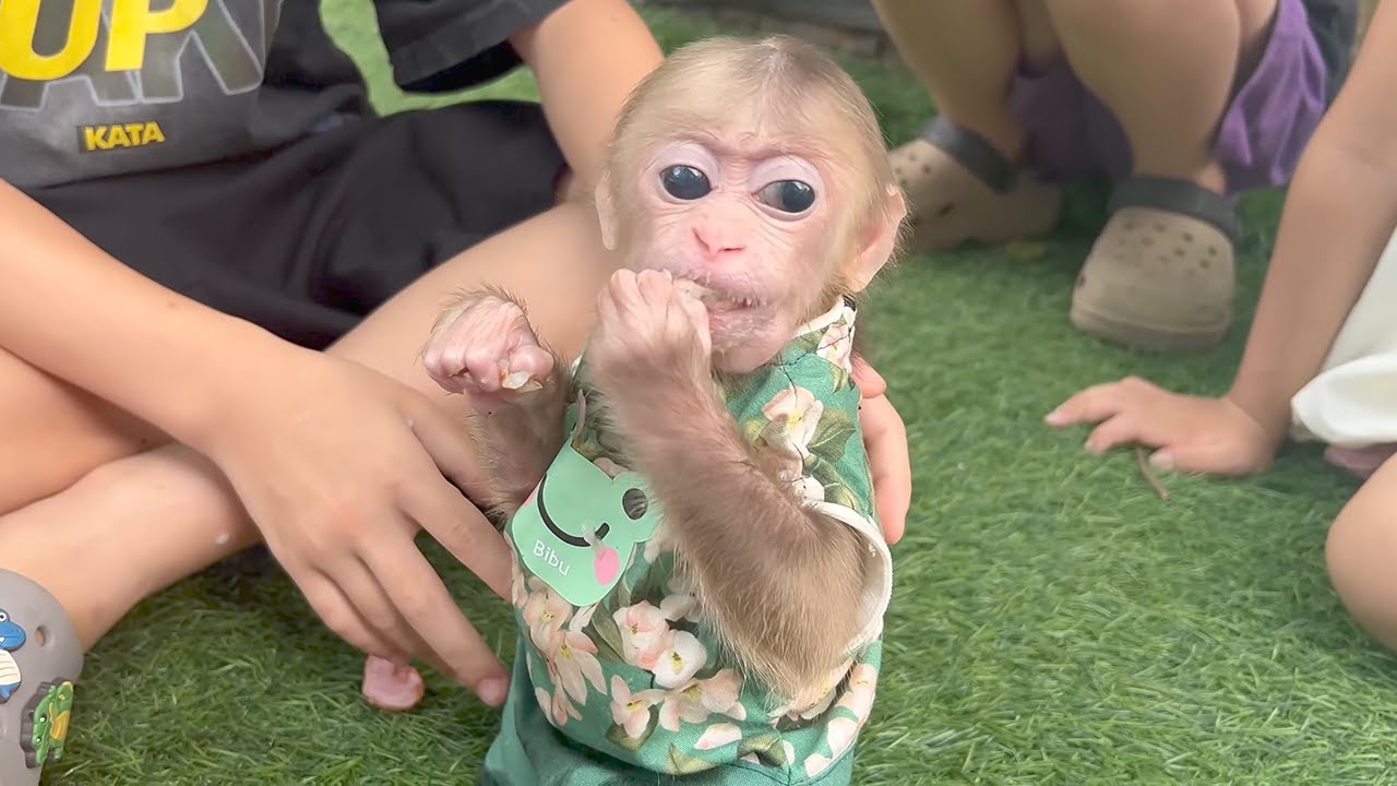 A fun day for the little monkey with his new friends!