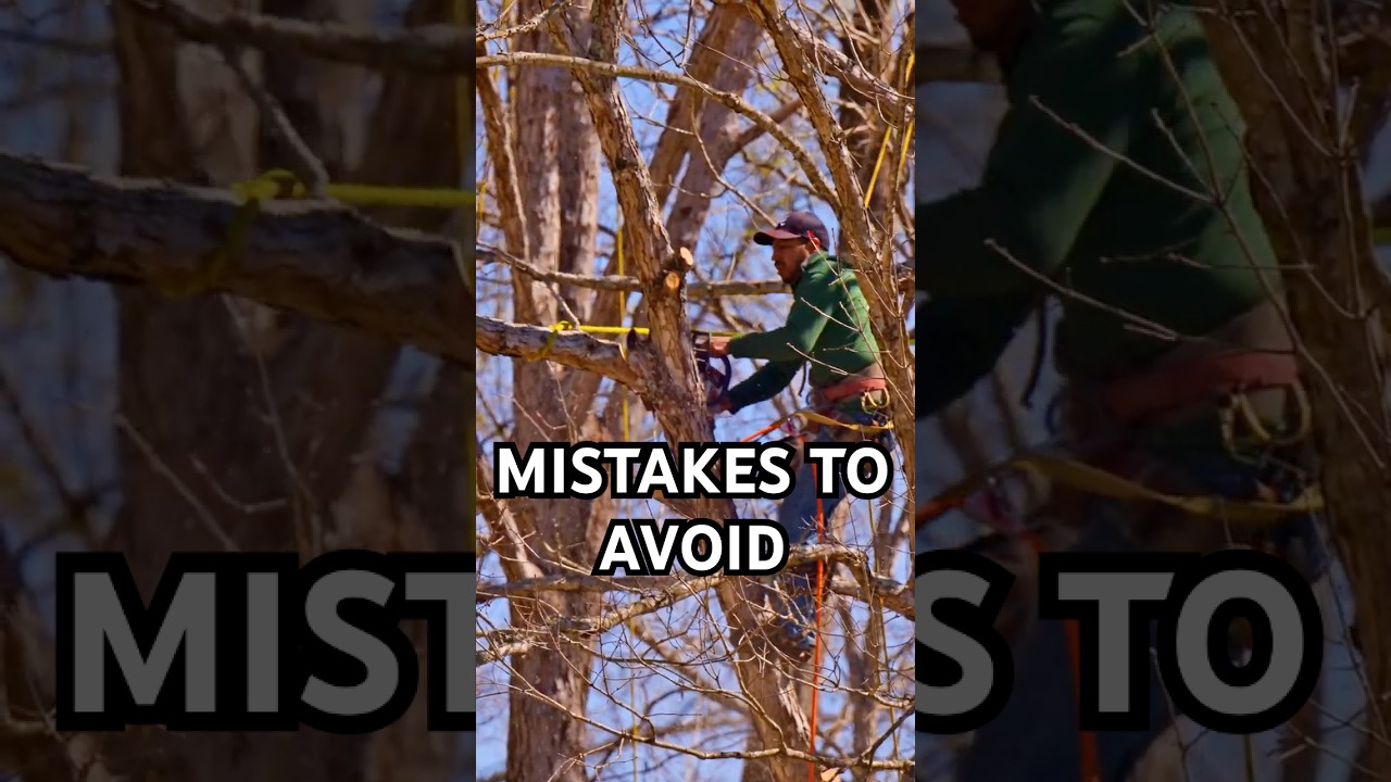 Don't Try This at Home! Expert Tree _Climbing & Cutting. 