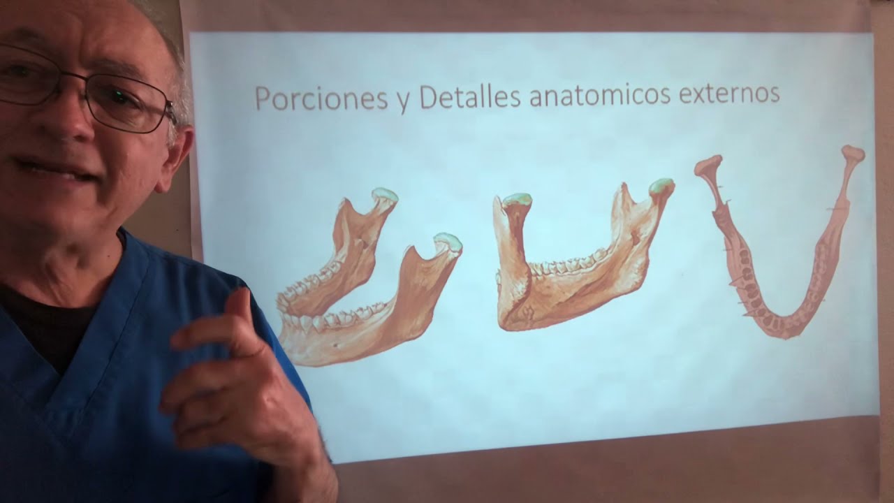 La mandíbula y la implantologia el Vomer y el hueso Hioides