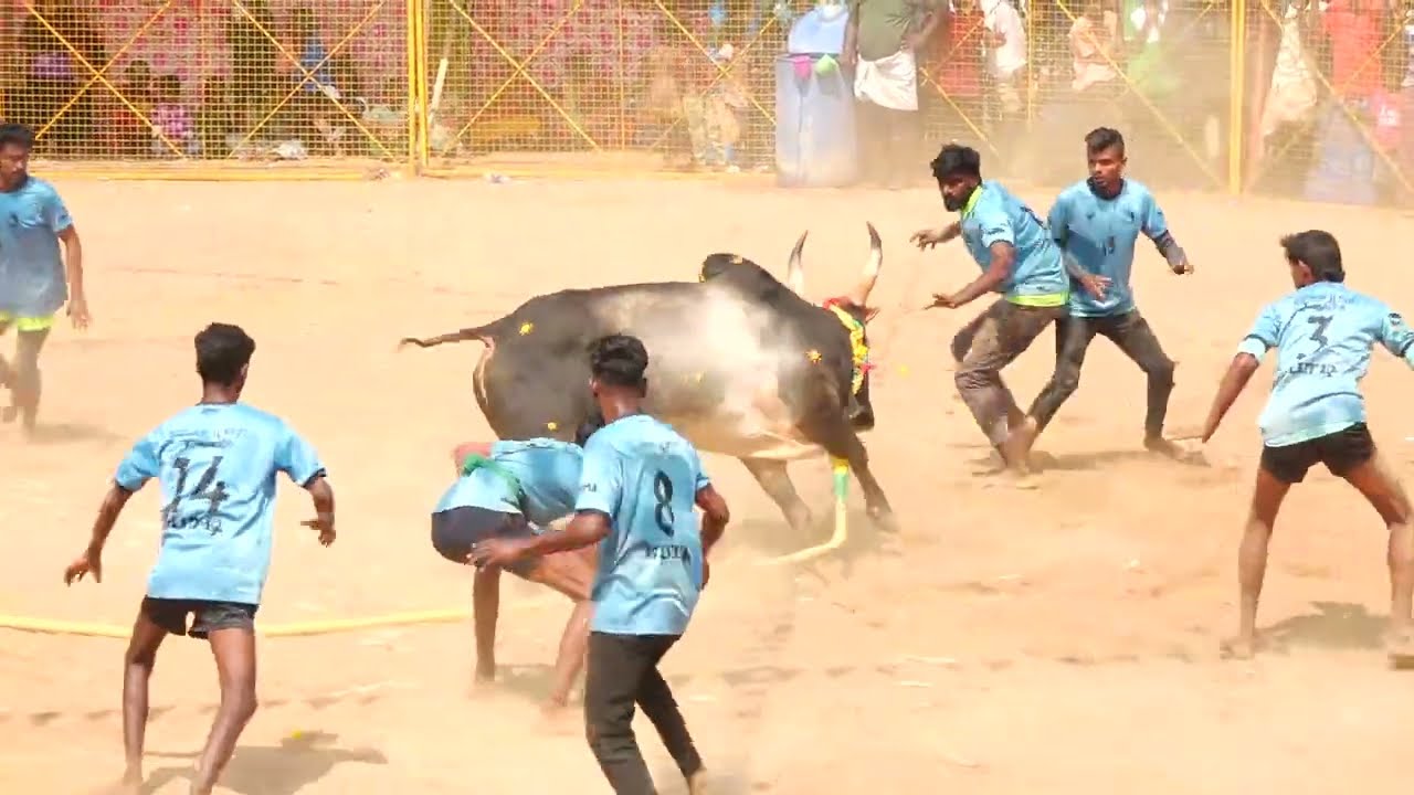 தெற்குத்தெரு MMA நண்பர்கள் குழு Vs புலிமலைப்பட்டி கல்லம்பட்ட்டி சந்தோஷ் ராஜன் காளை | PK Media