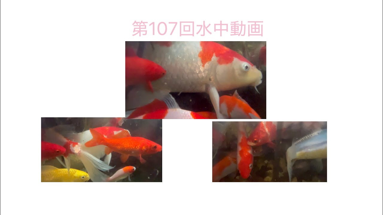 第107回水中動画 #錦鯉 #金魚 #庭池 #水中撮影 