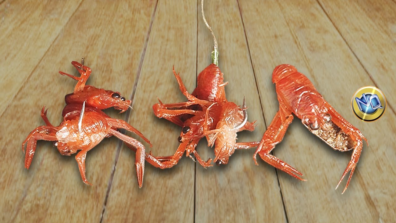 KRILL Aprende Como encarnar en el anzuelo de pesca