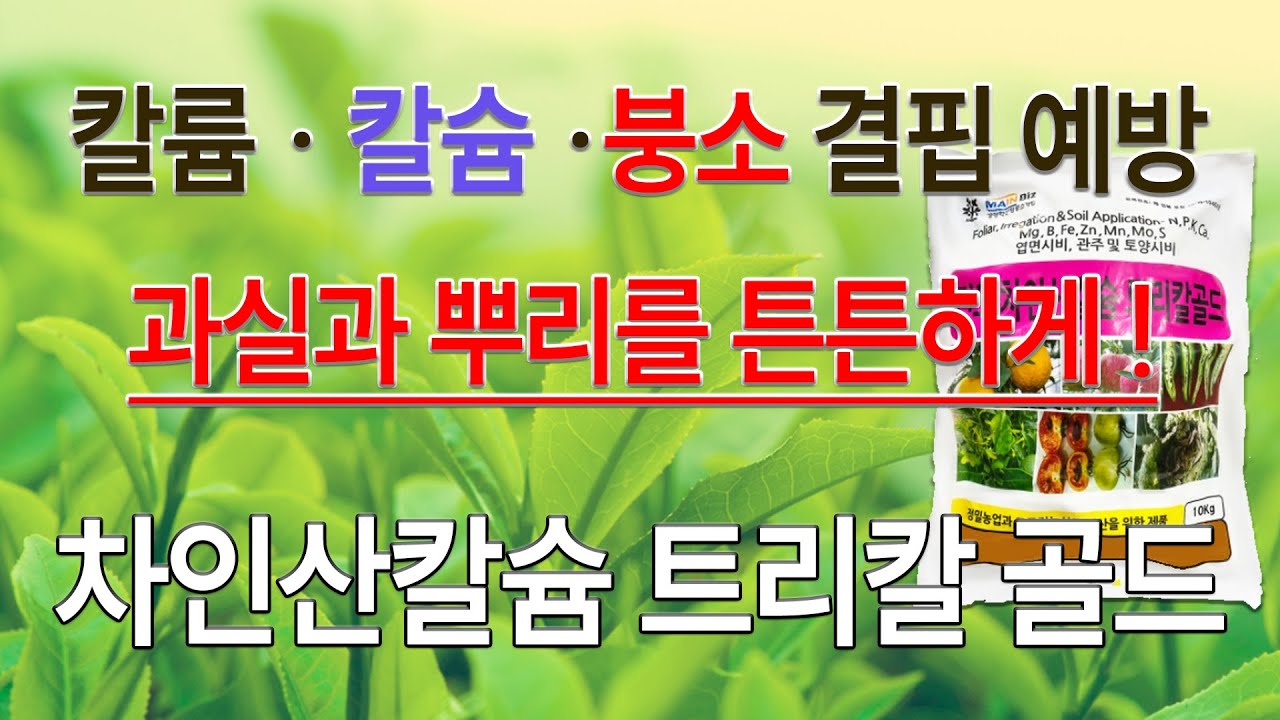칼륨,칼슘,붕소 결핍 한번에 차인산칼슘트리칼골드 #BBT #피프티 #꽃게아미노  #논산시#친환경 #인 #해충  #그린팩 #농마트 #인산가리 #차인산칼슘 #칼륨 #칼슘 #붕소