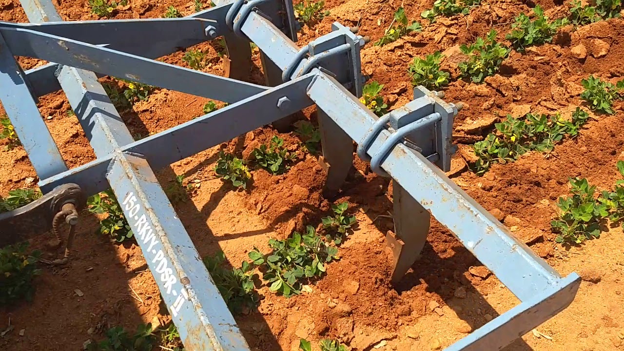 Intercultivation in groundnut with mini tractor