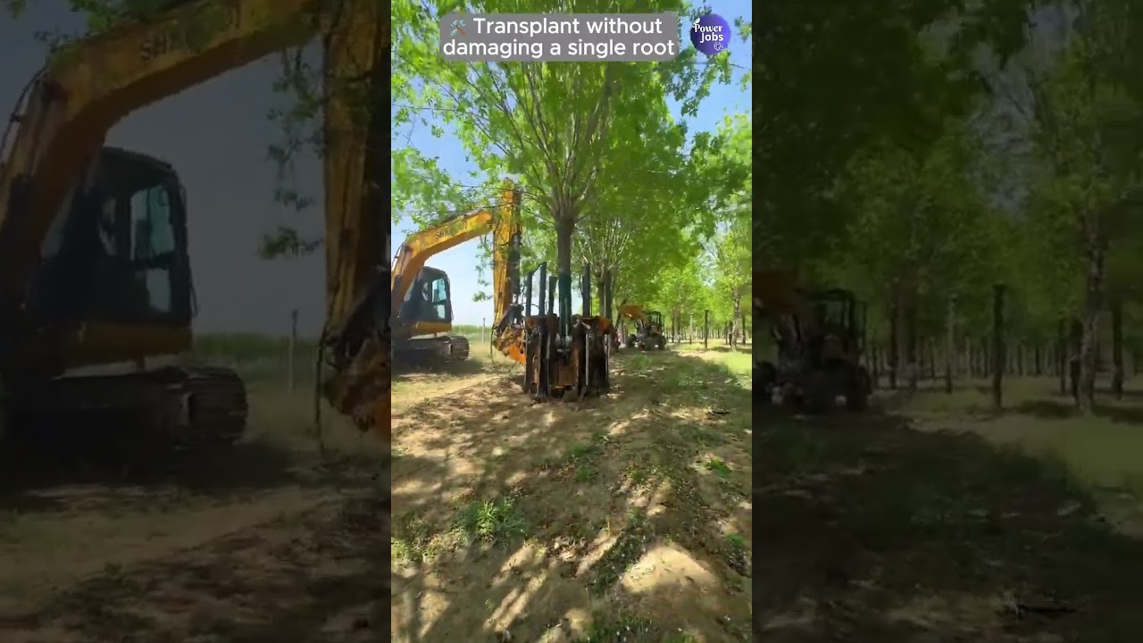 🛠️ Transplant without damaging a single root