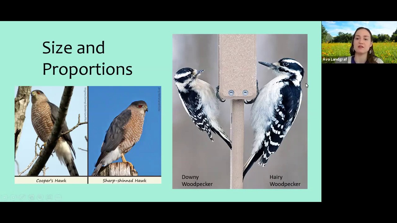 Birding 101