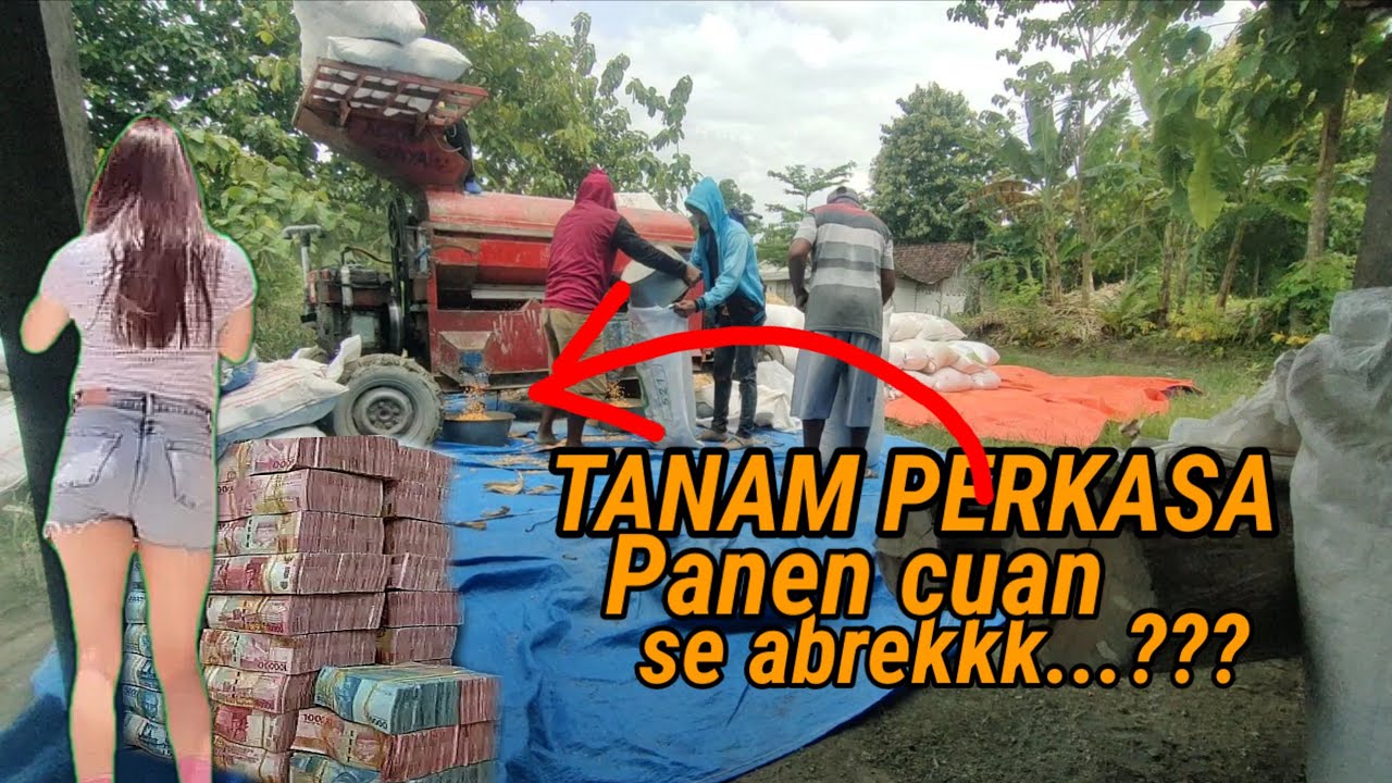 Ojek jagung balap panen cuan ‼️gegara tanam jagung perkasa_pak tani panen melimpah 