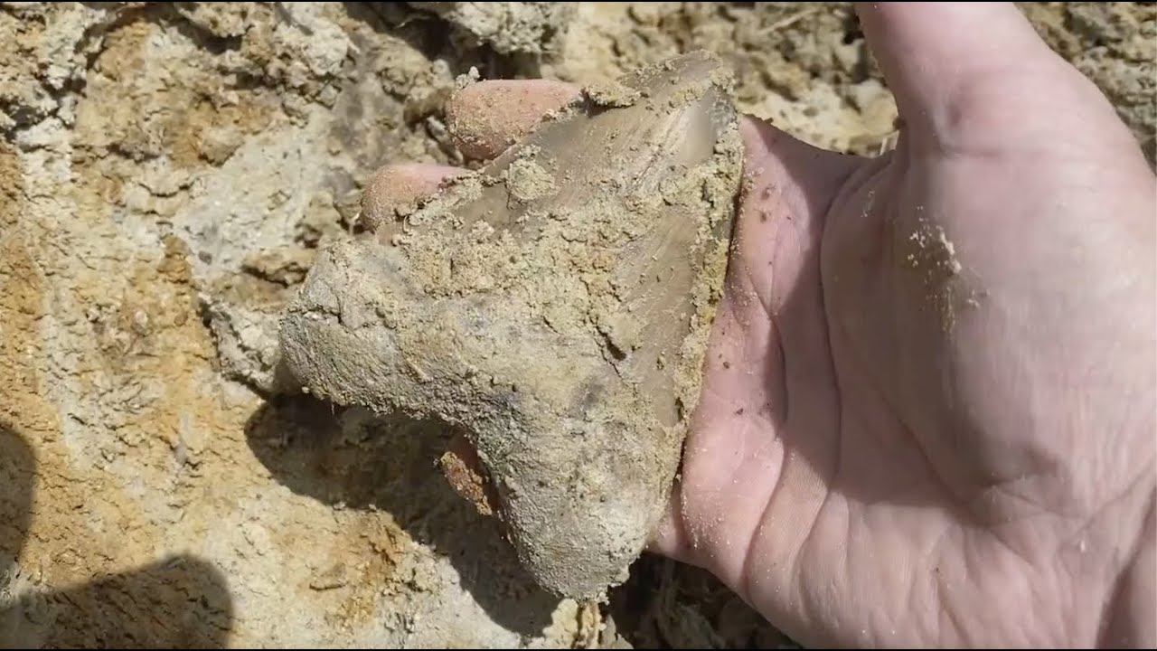 Searching for Megalodon Teeth near Charleston South Carolina