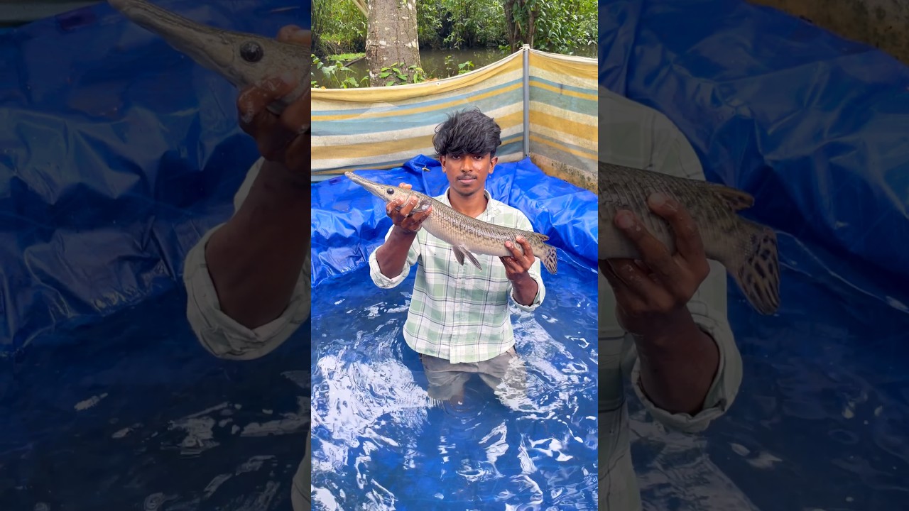 Alligator gar നെ ടാങ്ക് മാറ്റിയപ്പോൾ😰#shorts #viralshorts #trendingshorts