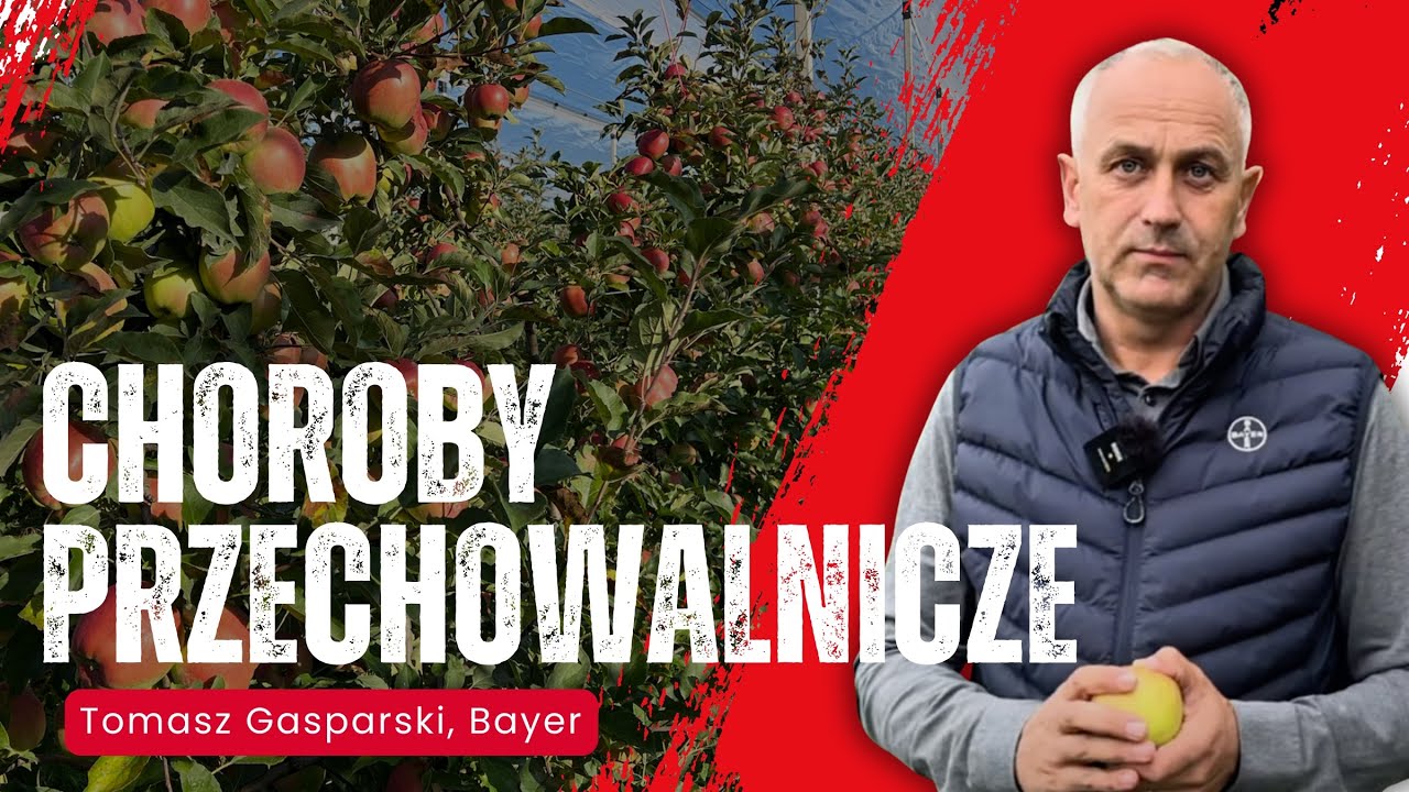 Ochrona jabłek przed chorobami przechowalniczymi, czyli zabiegi przedzbiorcze - Tomasz Gasparski