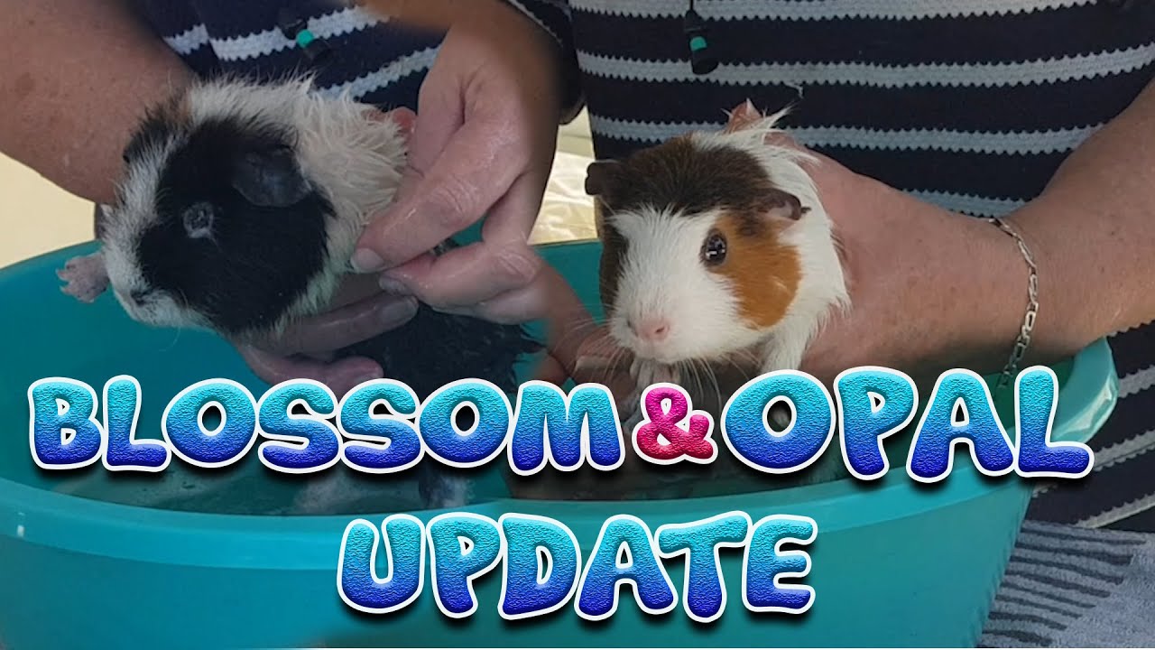 Guinea pigs Opal and Flossy update - one week on