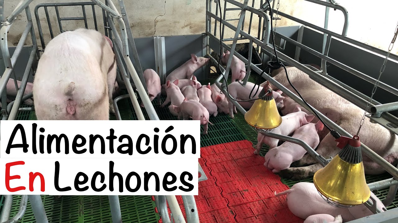 🐖COMIDA para ENGORDAR LECHONES🐖-- CAPITULO 9.3 -- ALIMENTACIÓN EN CERDOS--ENGORDE CERDOS