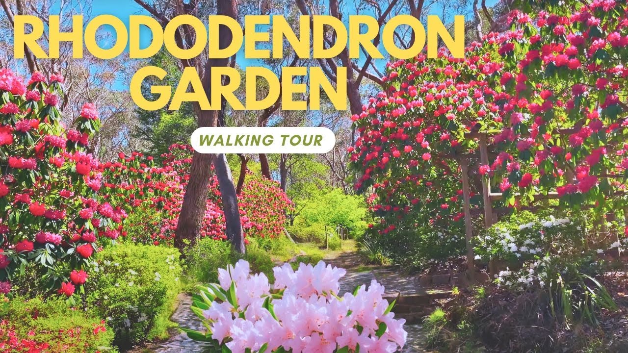 Australia 2023: Exploring the Beauty of Campbell Rhododendron Gardens | 4K | Walking Tour