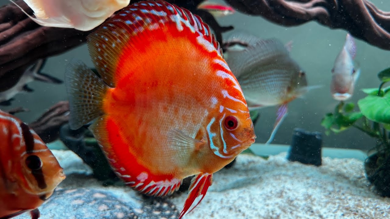 Discus life 