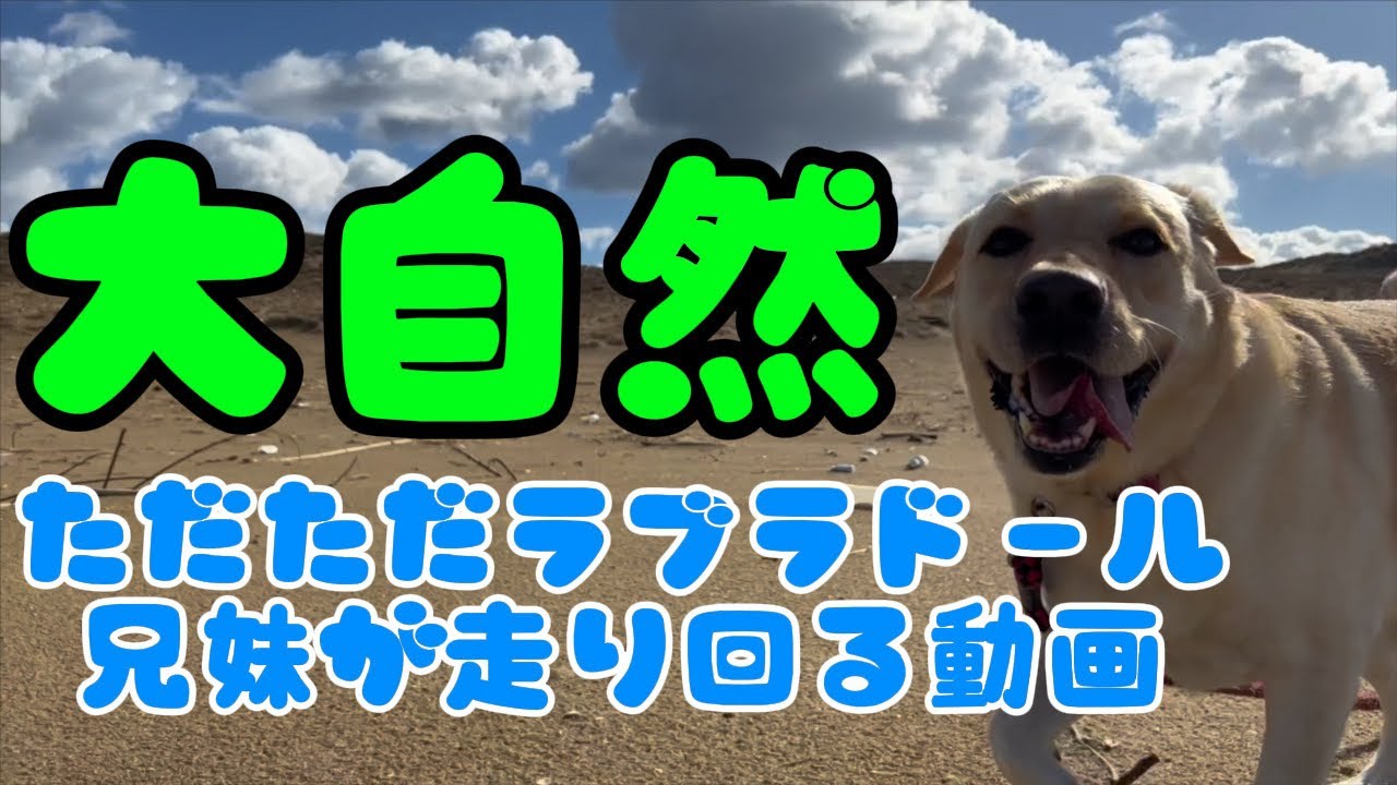 ラブラドールレトリバーの兄妹が大自然を駆け回る🐶