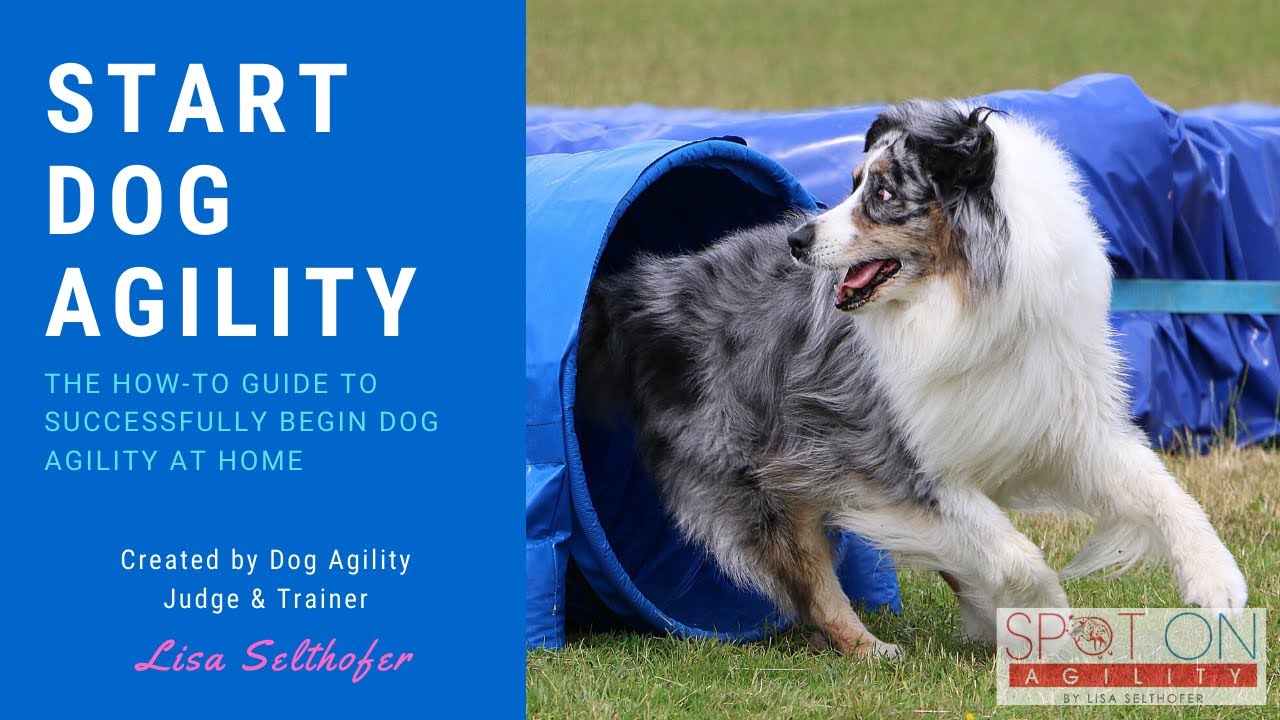 Start Dog Agility - How To | Dog Agility Training
