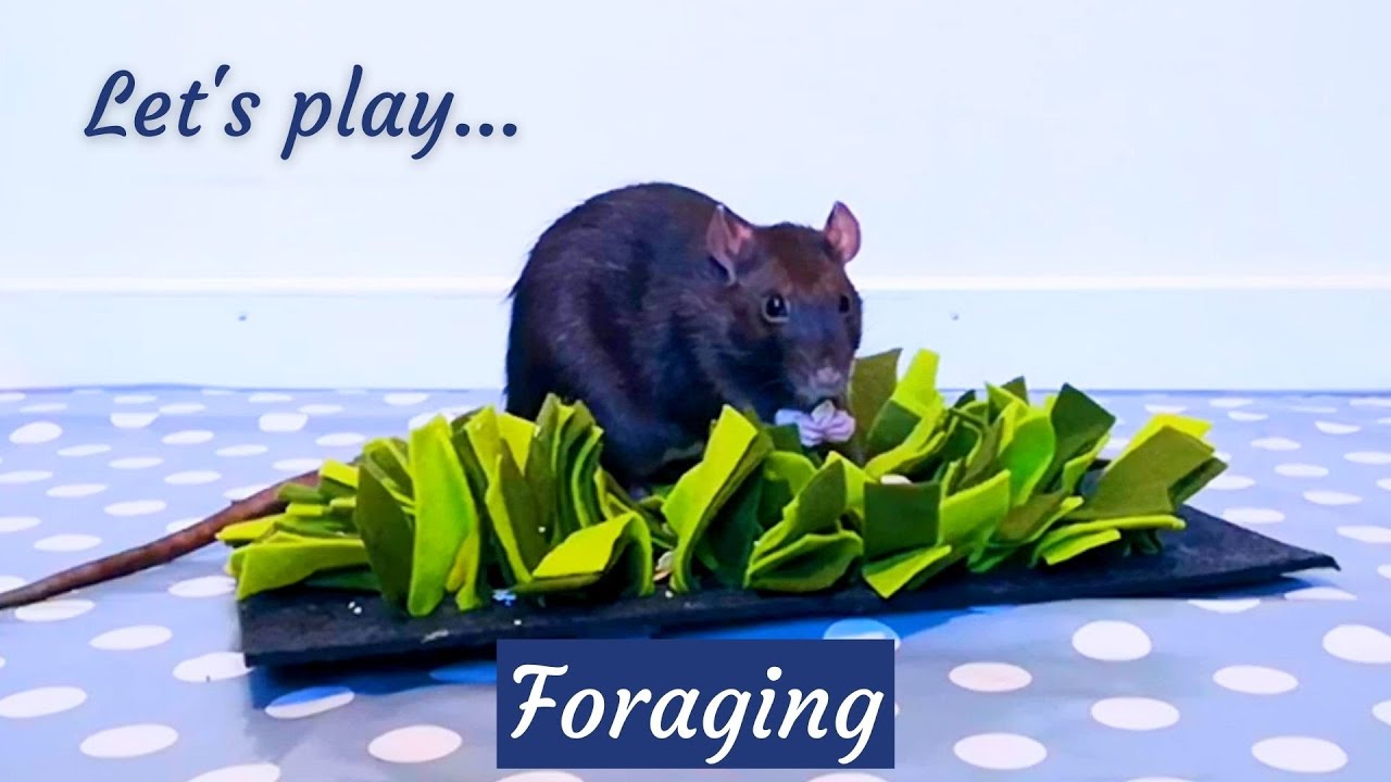 Pet rats foraging for snacks