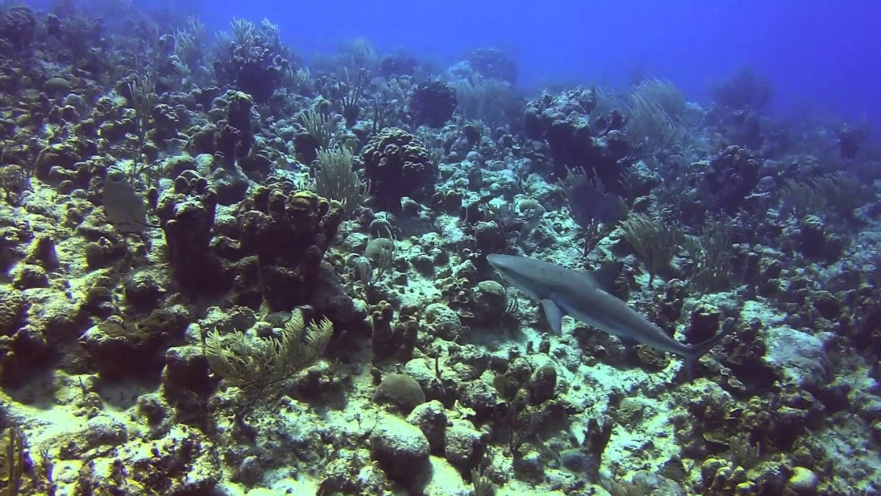 Scuba Diving Turks and Cacios