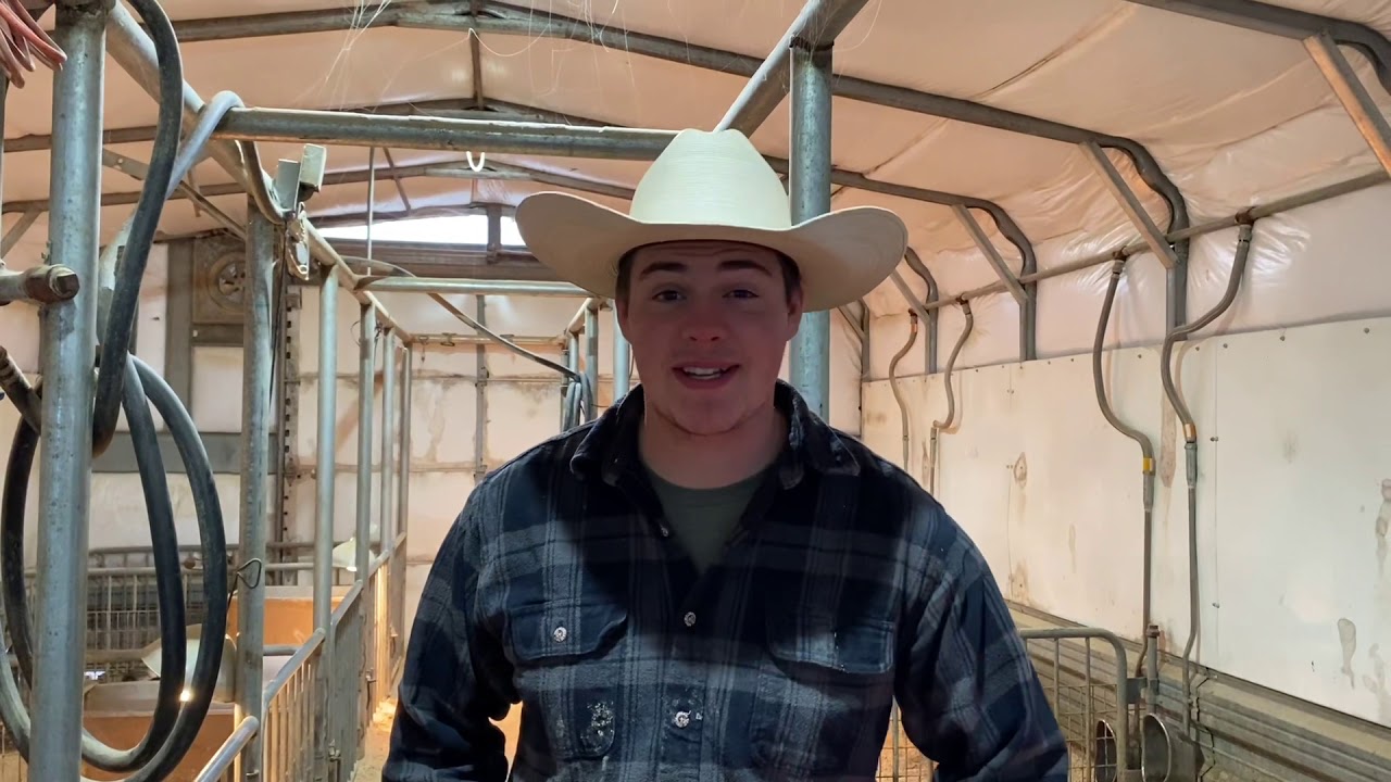 Show Pig Feeds and How to feed them