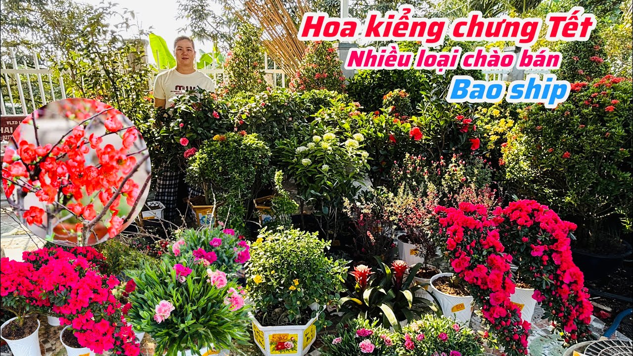 Hoa kiểng nhiều loại chưng Tết trang thuần chậu..27/01😘📲0977.416.876.Ken