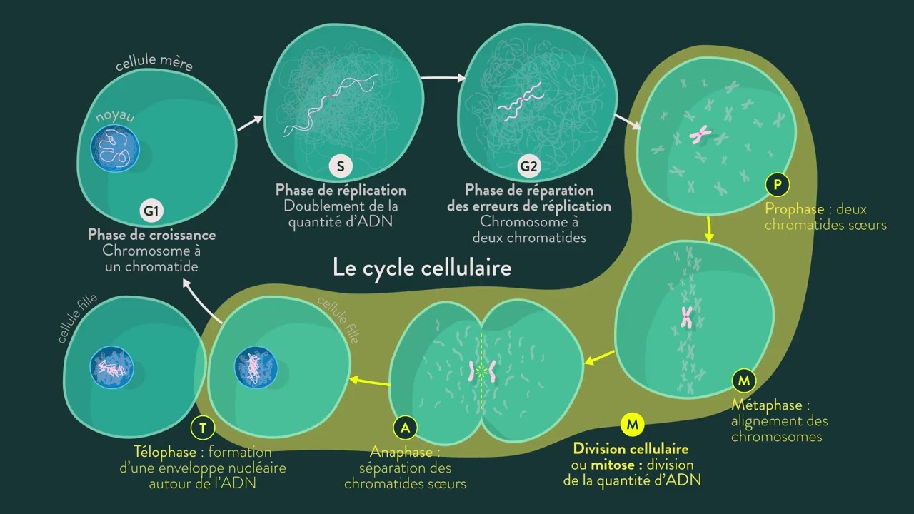Résumé du chapitre 1 génétique
